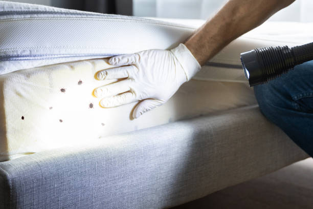 Best Termite Control Services  in Grantsburg, WI