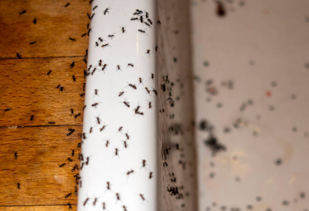 Trusted Grantsburg, WI Pest Control Experts